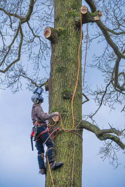 tree lopping north sydney